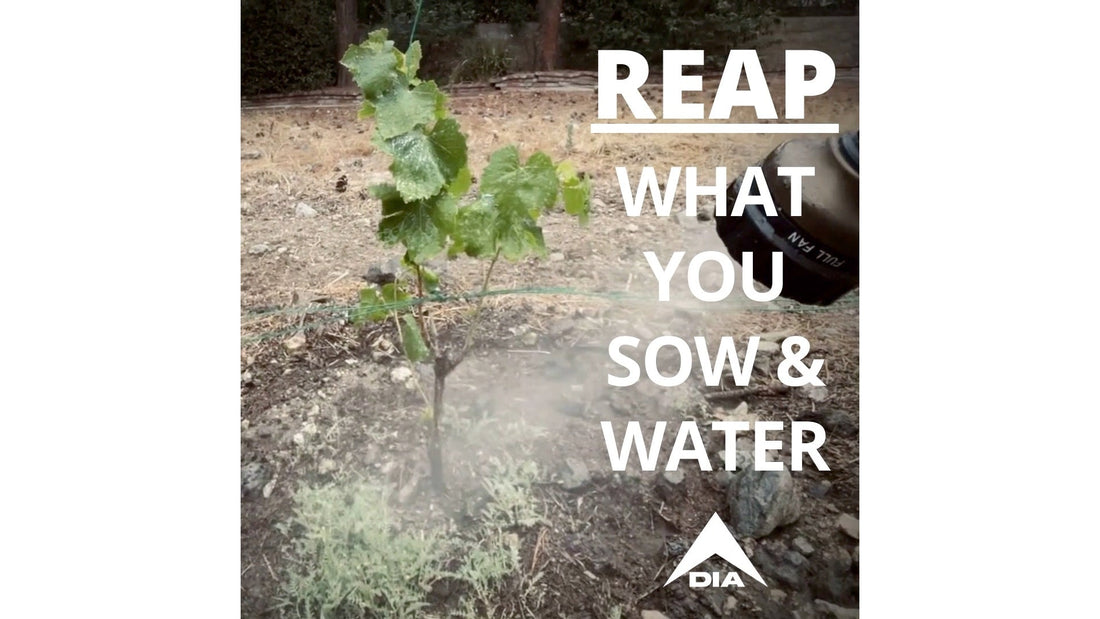 A small green plant in a dry garden bed being misted with water, featuring white text and a white DIA logo.