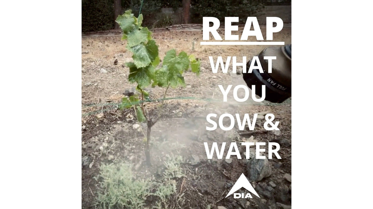 A small green plant in a dry garden bed being misted with water, featuring white text and a white DIA logo.