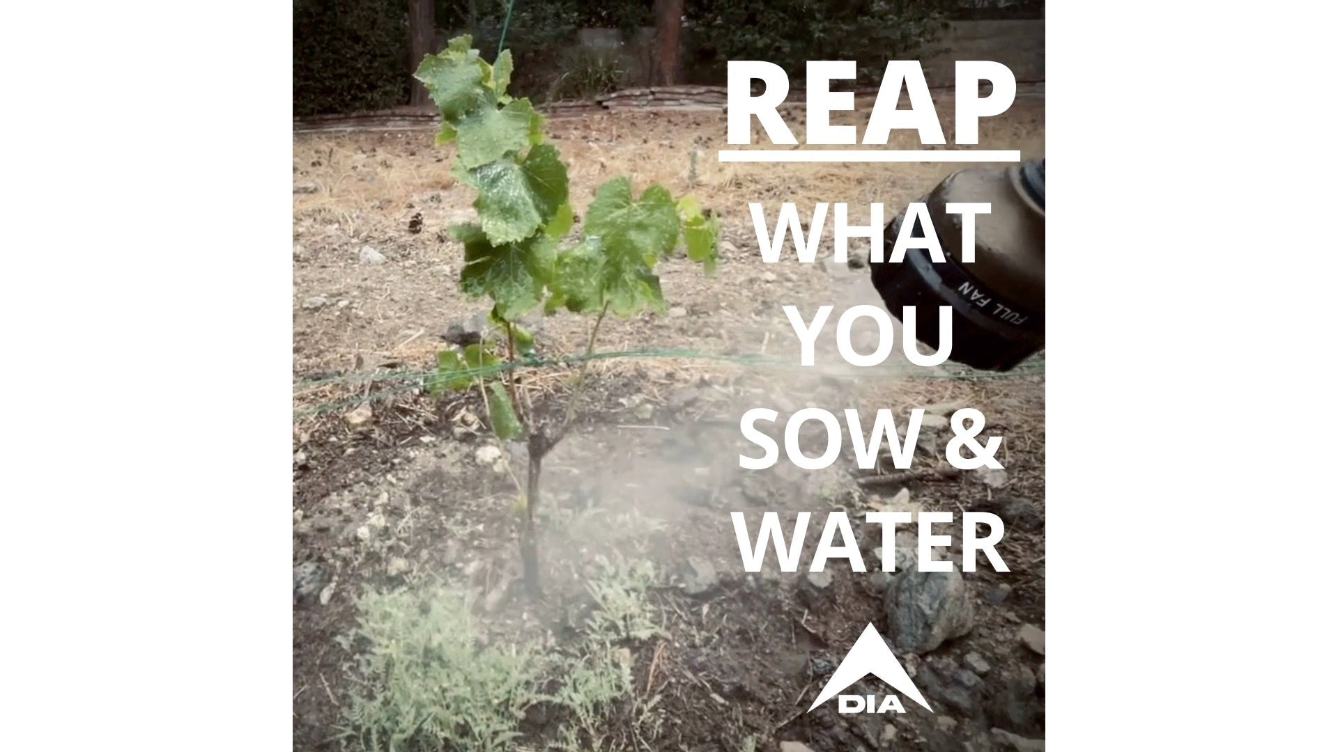 A small green plant in a dry garden bed being misted with water, featuring white text and a white DIA logo.
